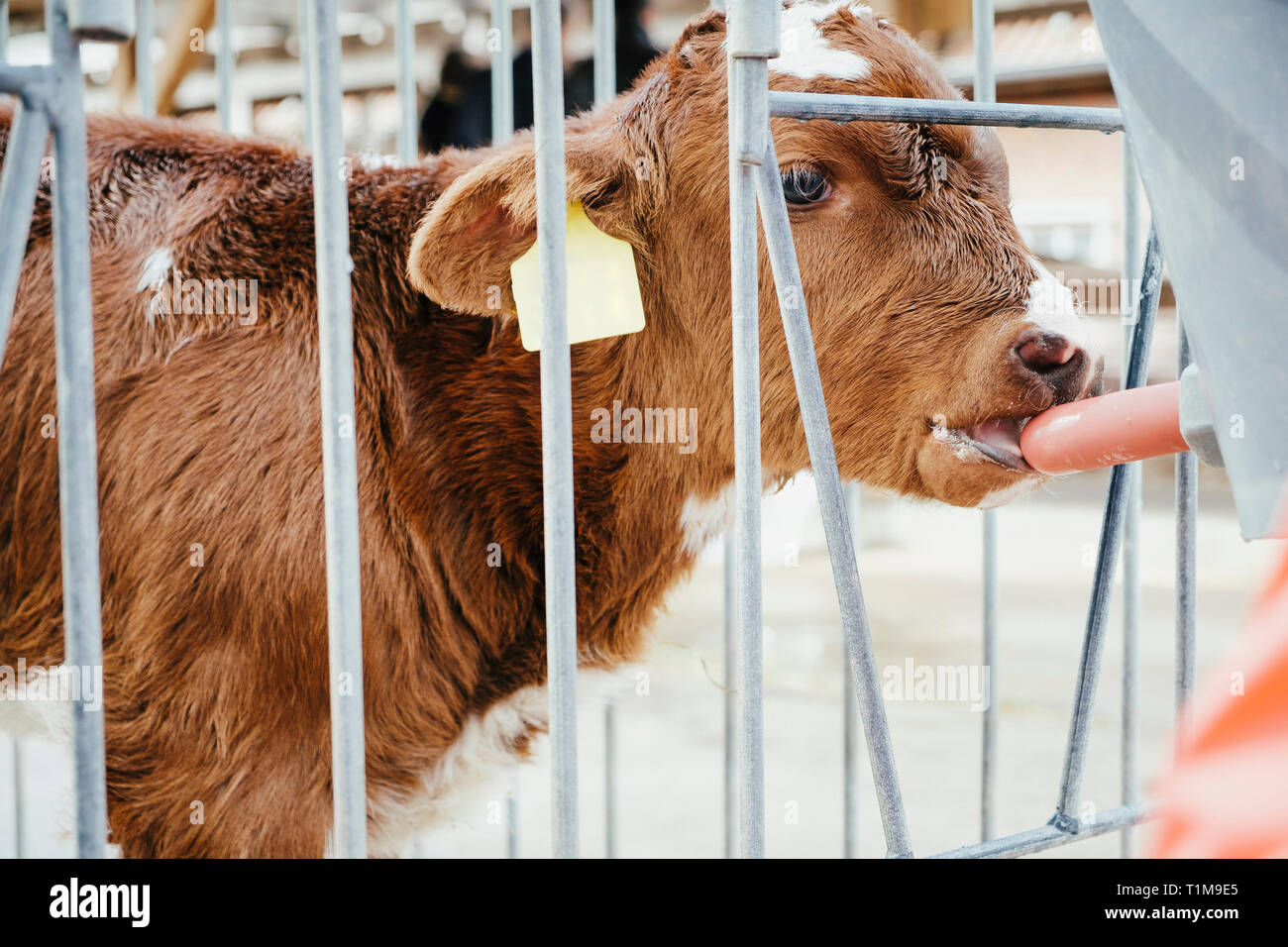 Close up cow calf drinking from nozzle Stock Photo