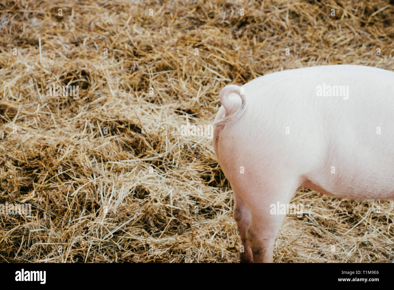Curly tail on pink piglet in hay Stock Photo