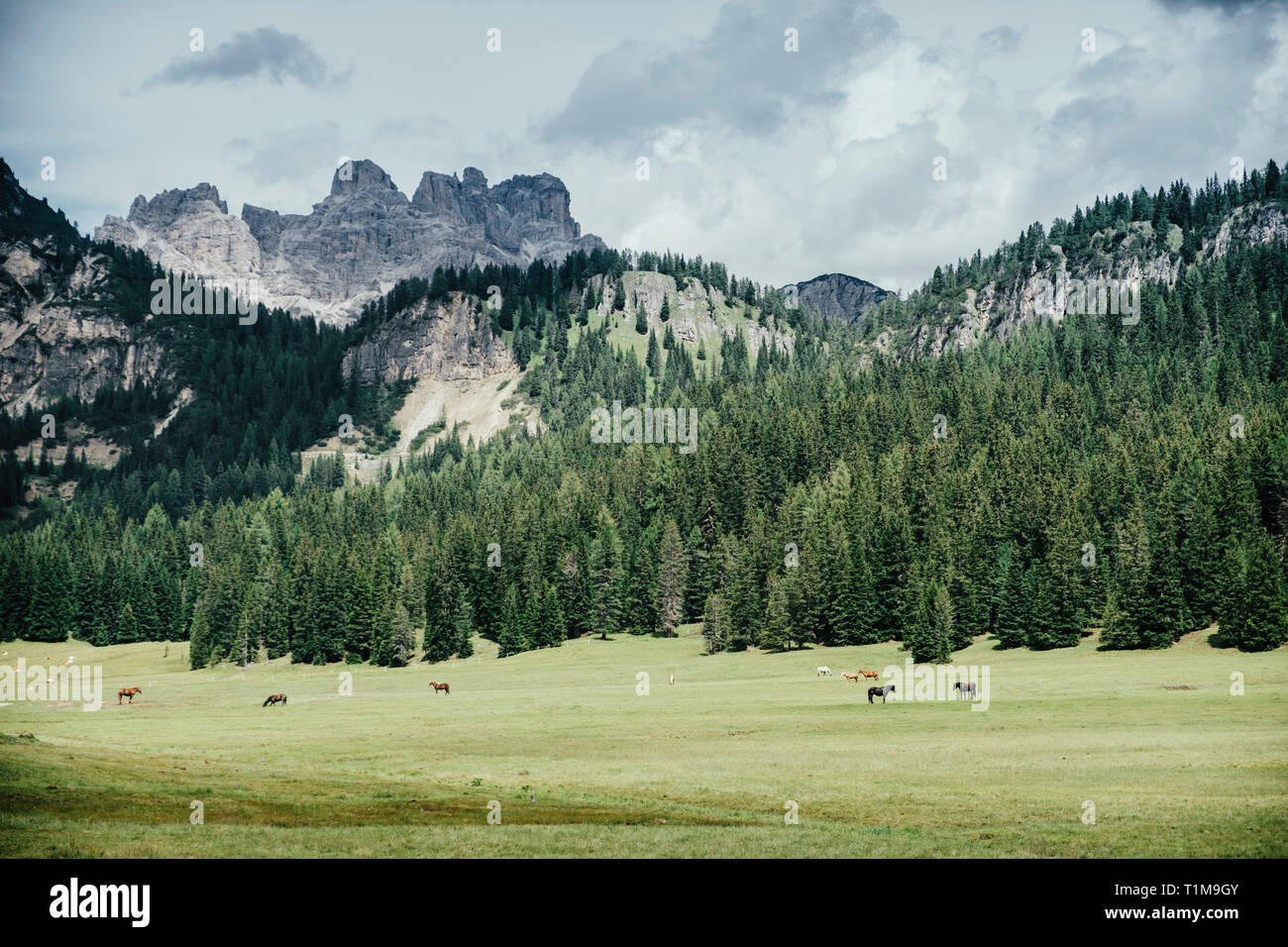 Horses in idyllic green valley, Drei Zinnen Nature Park, South Tyrol, Italy Stock Photo