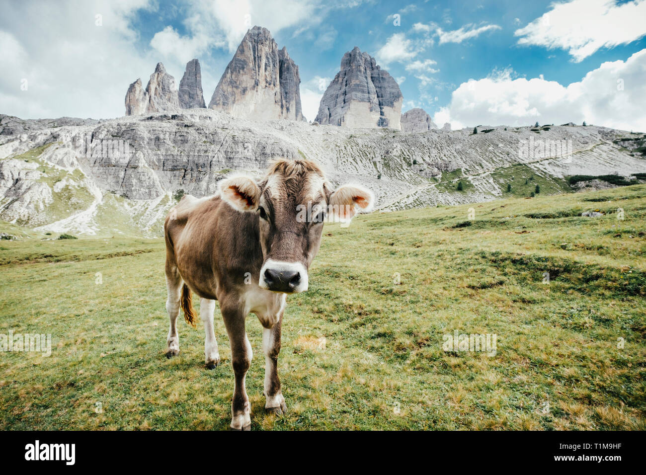 Portrait cow in green field below rugged mountains, Drei Zinnen Nature Park, South Tyrol, Italy Stock Photo