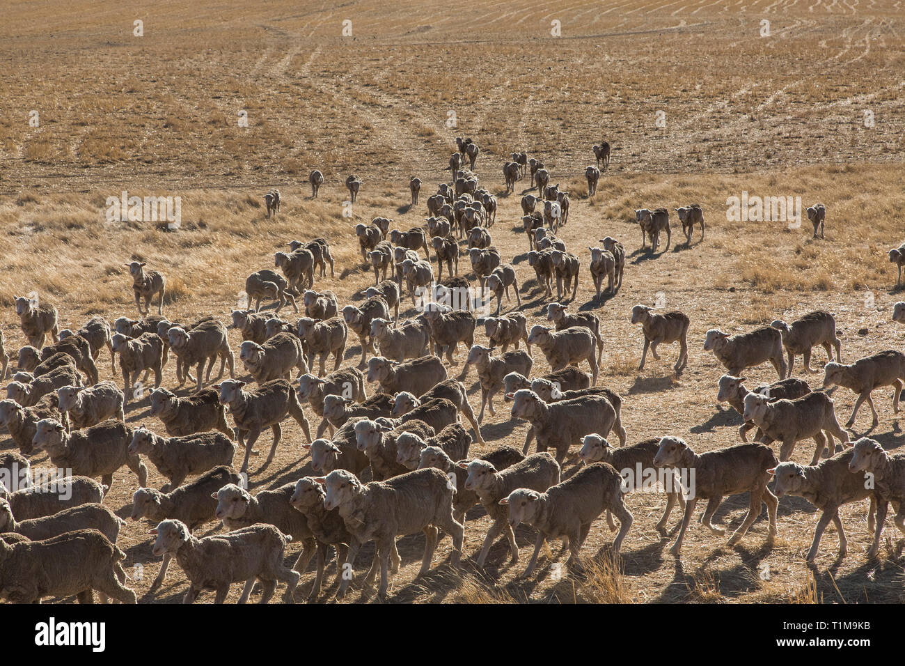 Flock of merino sheep in sunny arid field, St Arnaud, Victoria, Australia Stock Photo
