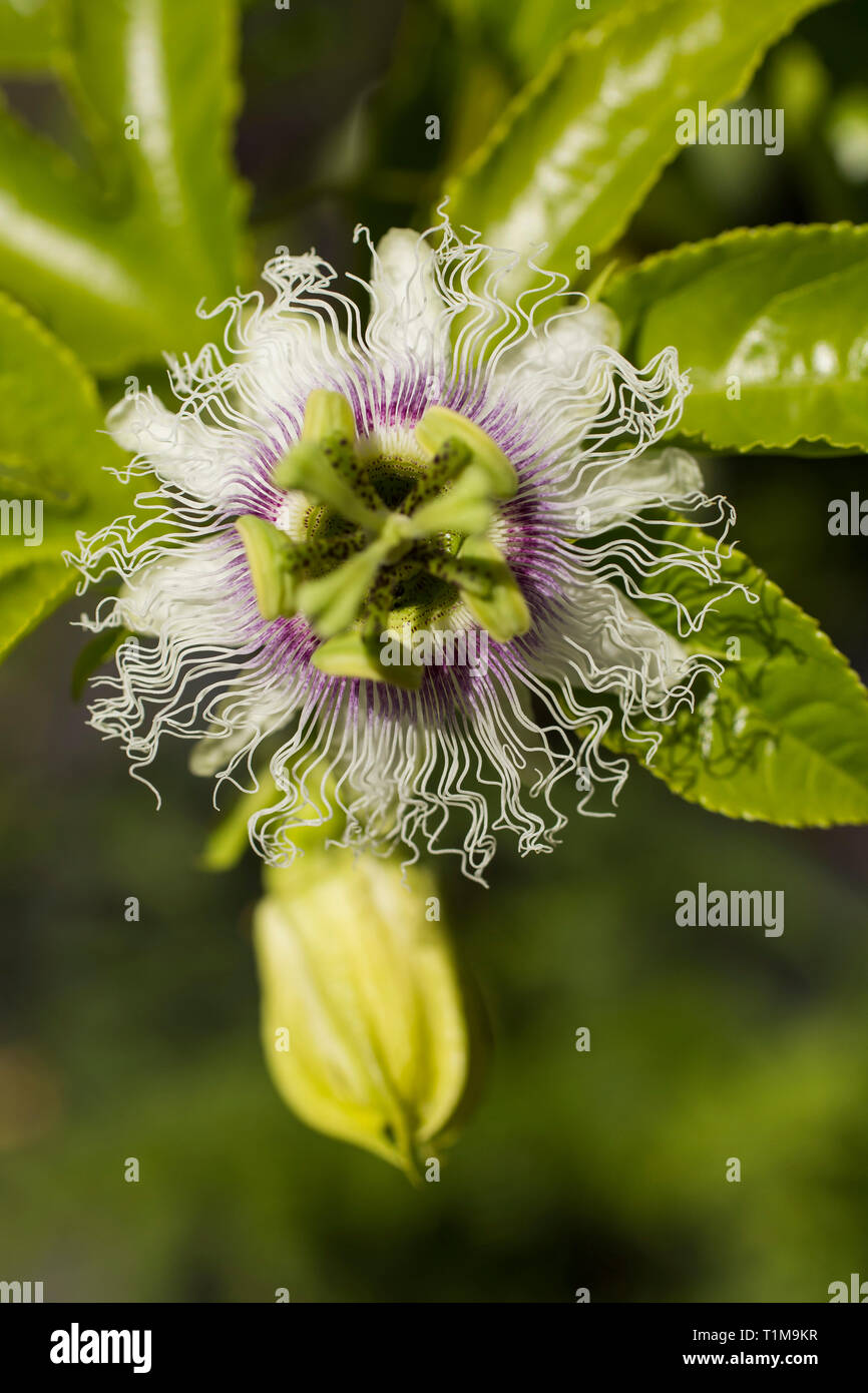 Close up vibrant green and white tropical flower open Stock Photo Alamy