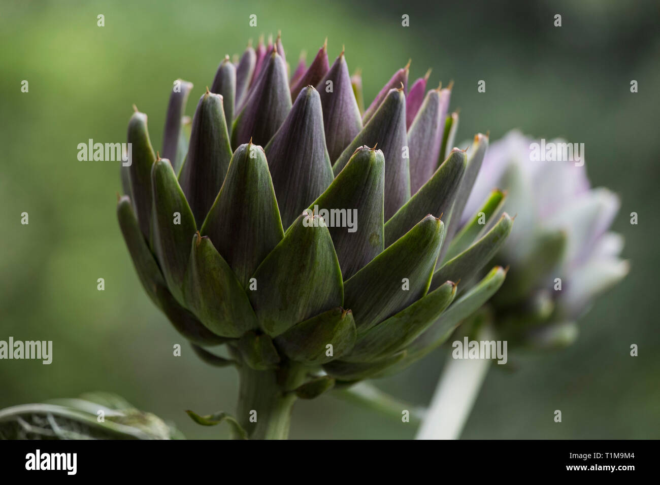 Close up artichoke plants Stock Photo