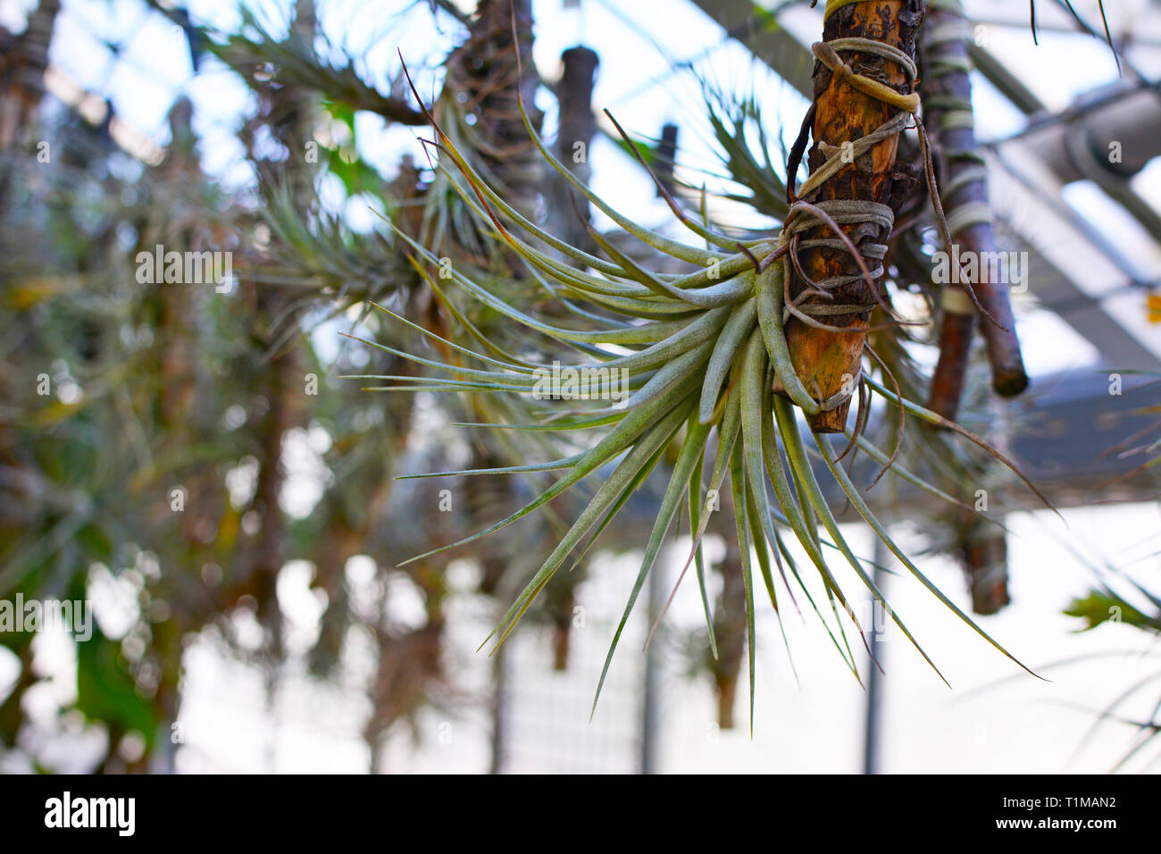 Hanging Tillandsia Airplant capable of absorbing ambient humidity without roots Stock Photo