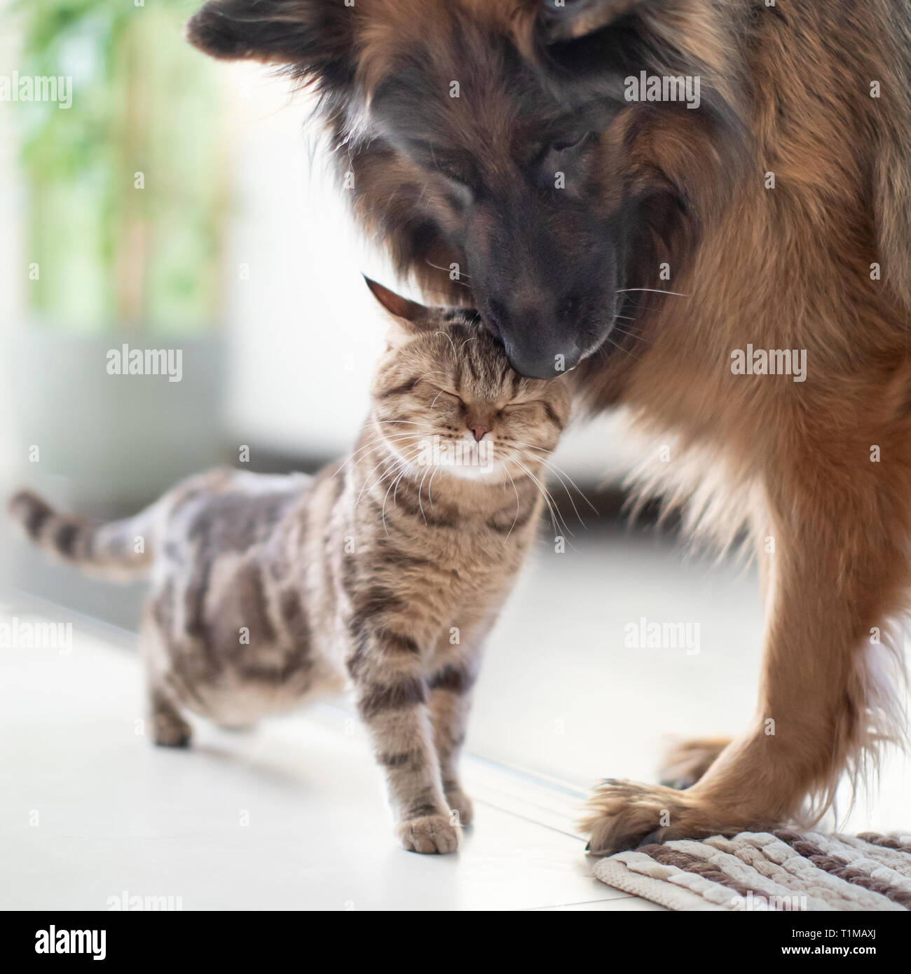 Cat and dog friends together indoors. Friendship between pets. Stock Photo