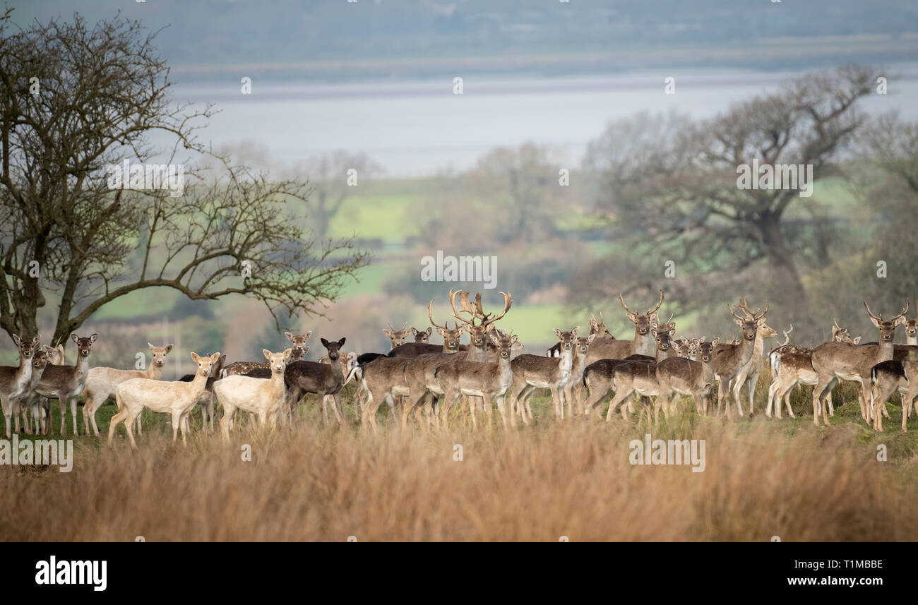 Stags and Hinds. Berkeley Deer Park, Gloucestershire. Stock Photo