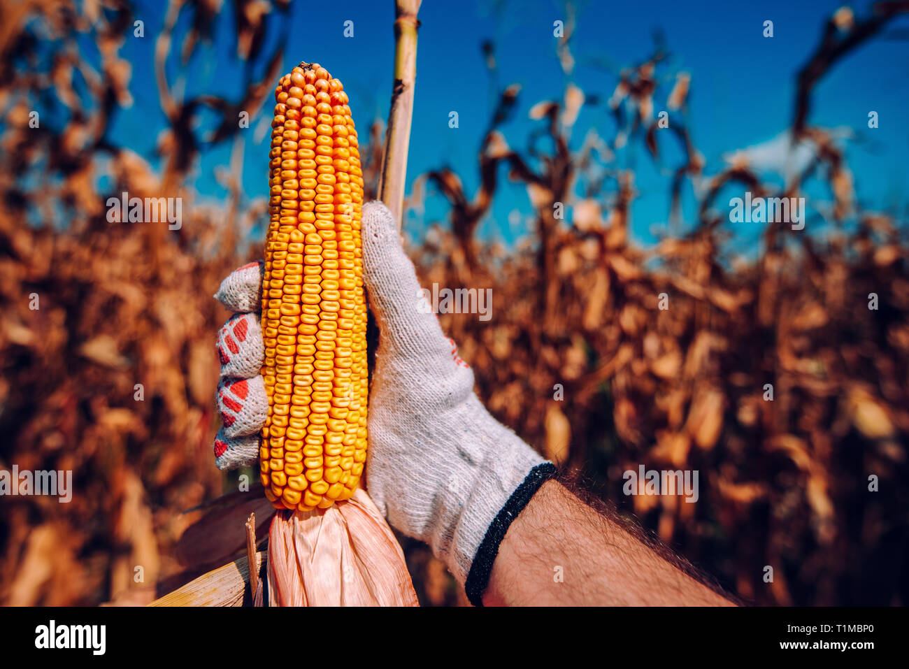 Hand picking corn cobs in field. Farmer harvesting ripe maize crops by hands. Stock Photo