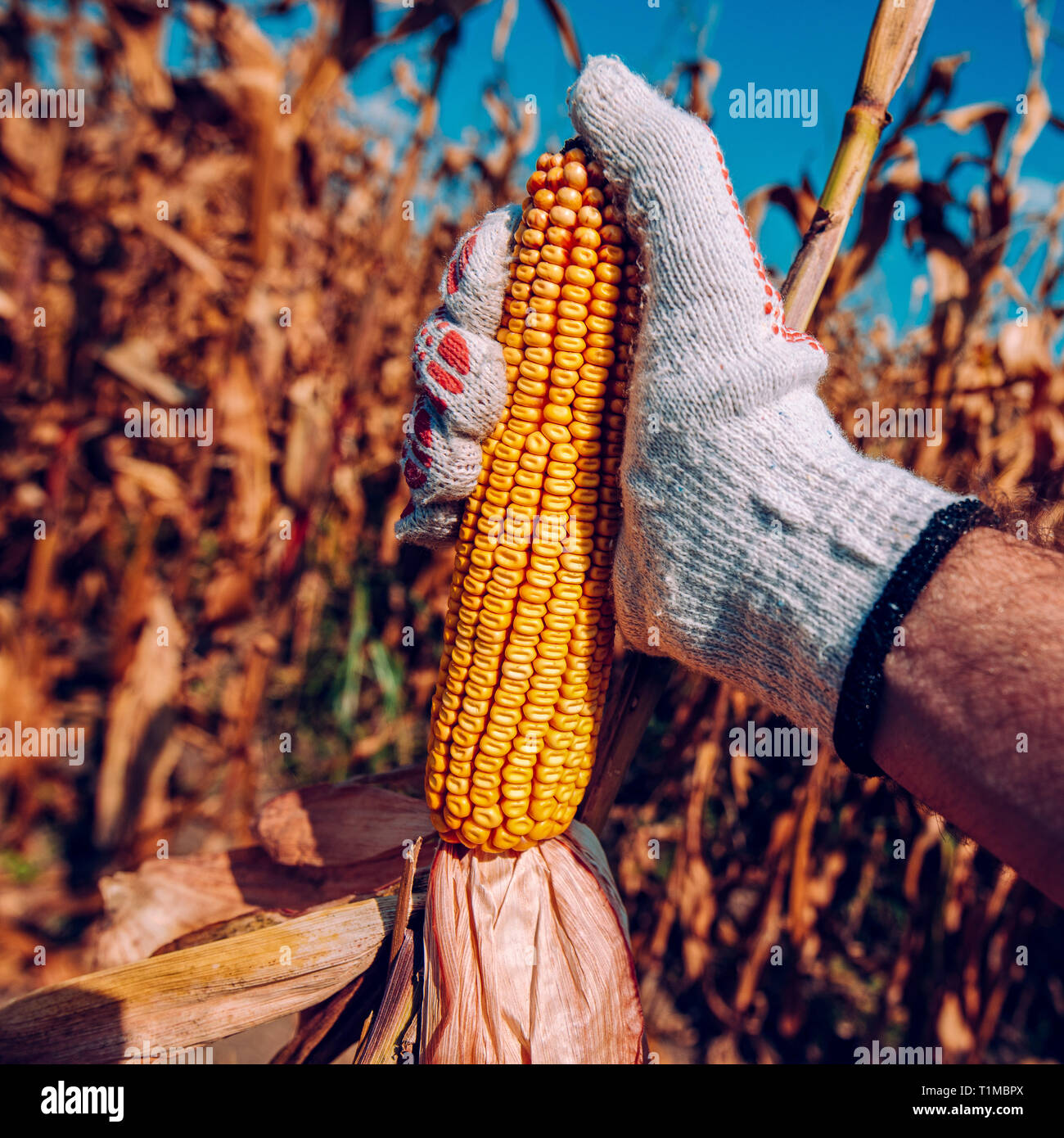 Hand picking corn cobs in field. Farm worker harvesting ripe maize crops by hands. Stock Photo