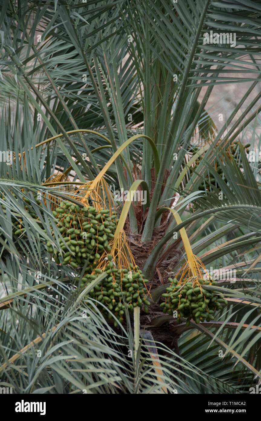 Date palms in Oman Stock Photo