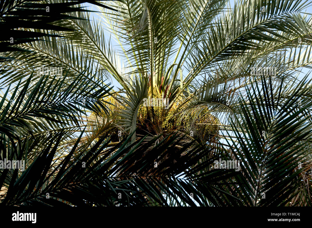 Date palms in Oman Stock Photo