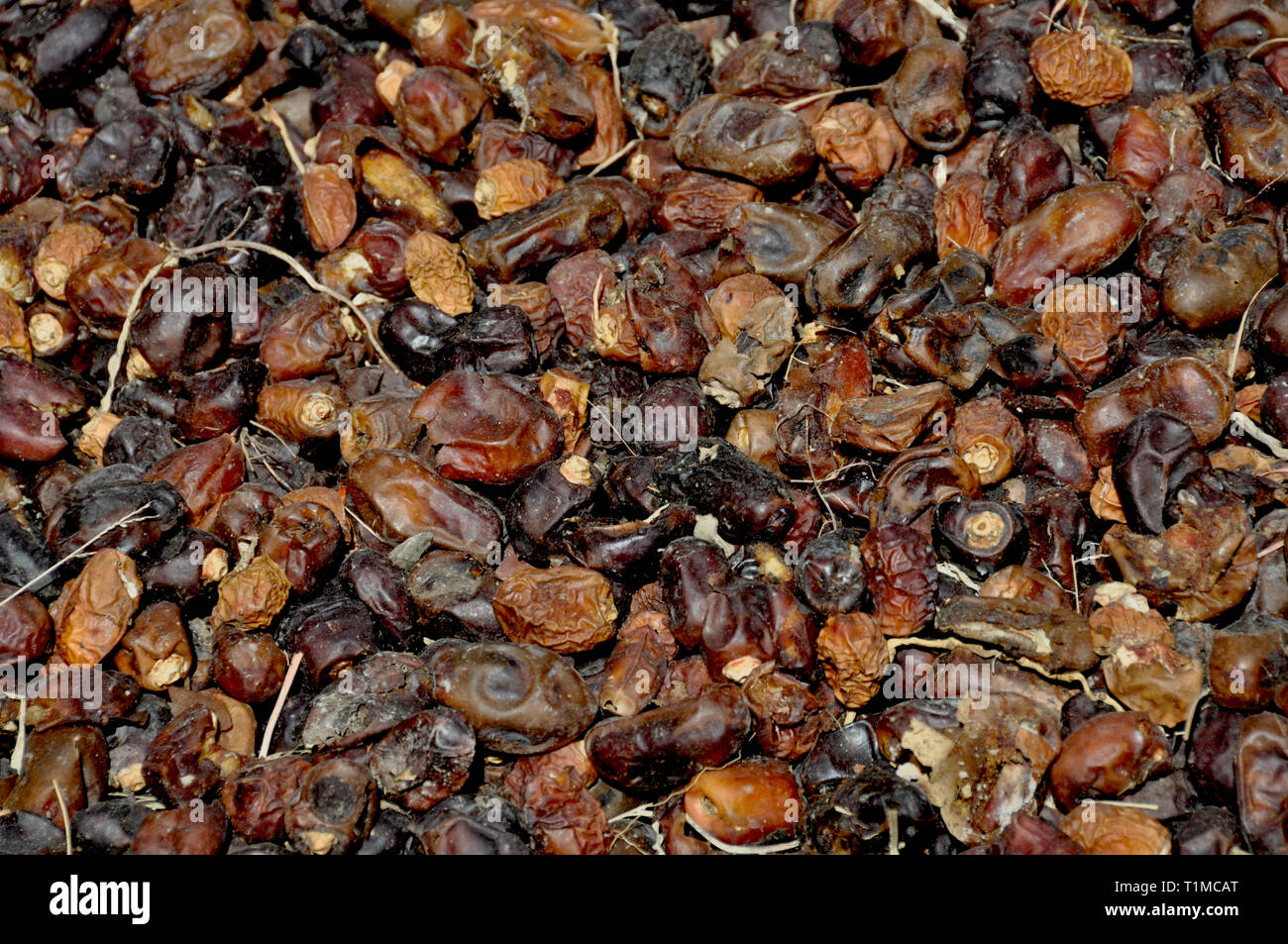 dates drying in Oman Stock Photo