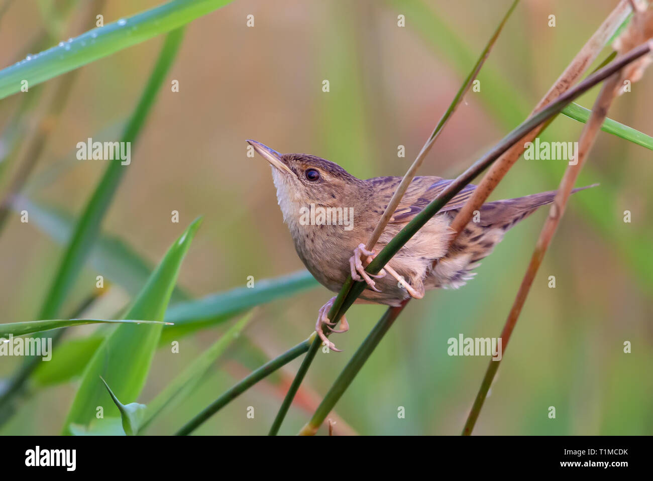 Adult male Common grasshopper warbler posing in grass Stock Photo