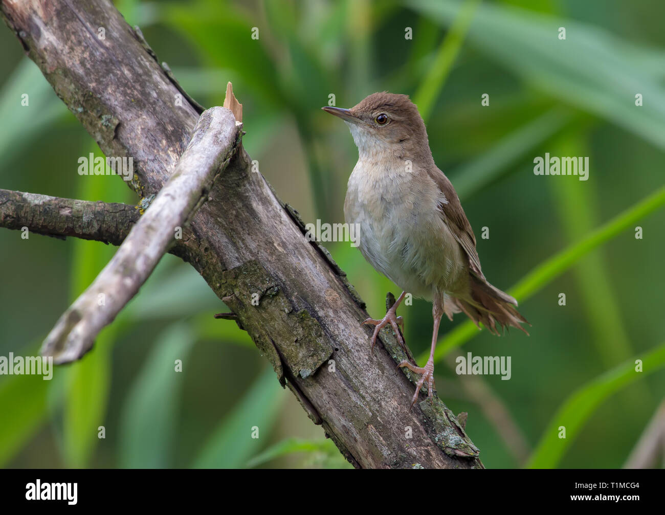 Adult Male Savi's warbler posing on a dry branch Stock Photo
