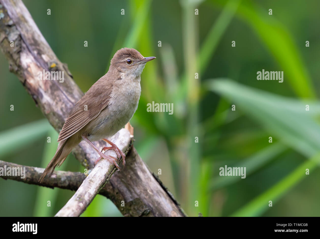 Adult Male Savi's warbler perched at an aged branch Stock Photo