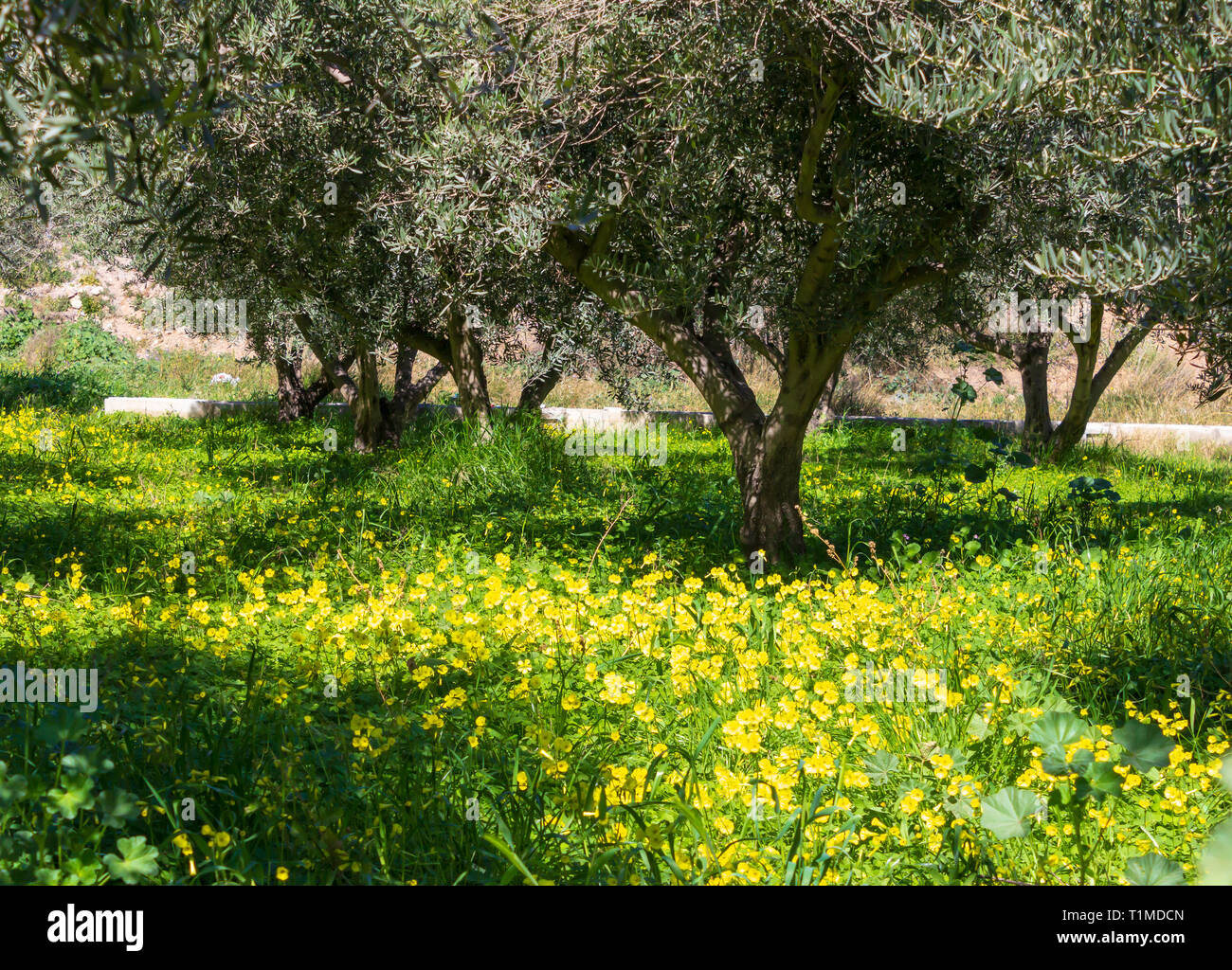 Oxalis pes-caprae, Wild Bermuda buttercup Flowers in an Olive Grove, Olea europaea, bathed in Sunlight Stock Photo
