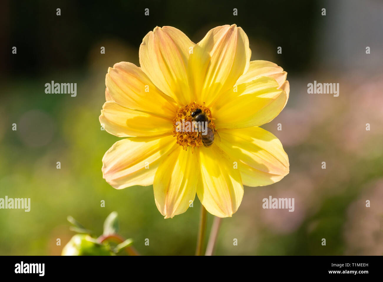 The bee collects nectar from the flower of dahlia Stock Photo