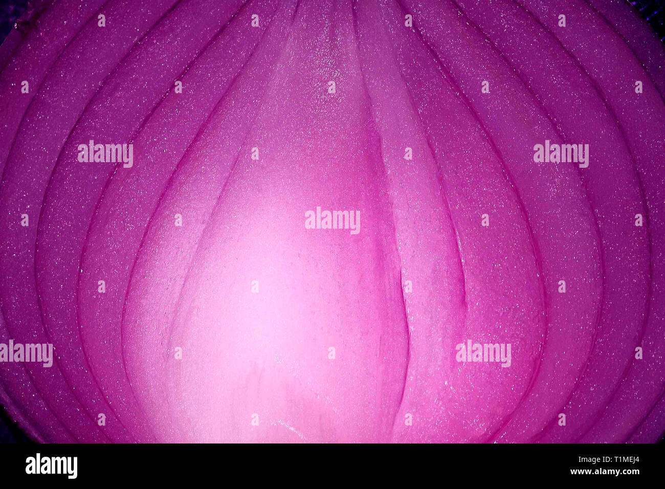 Cross section onion hi-res stock photography and images - Alamy