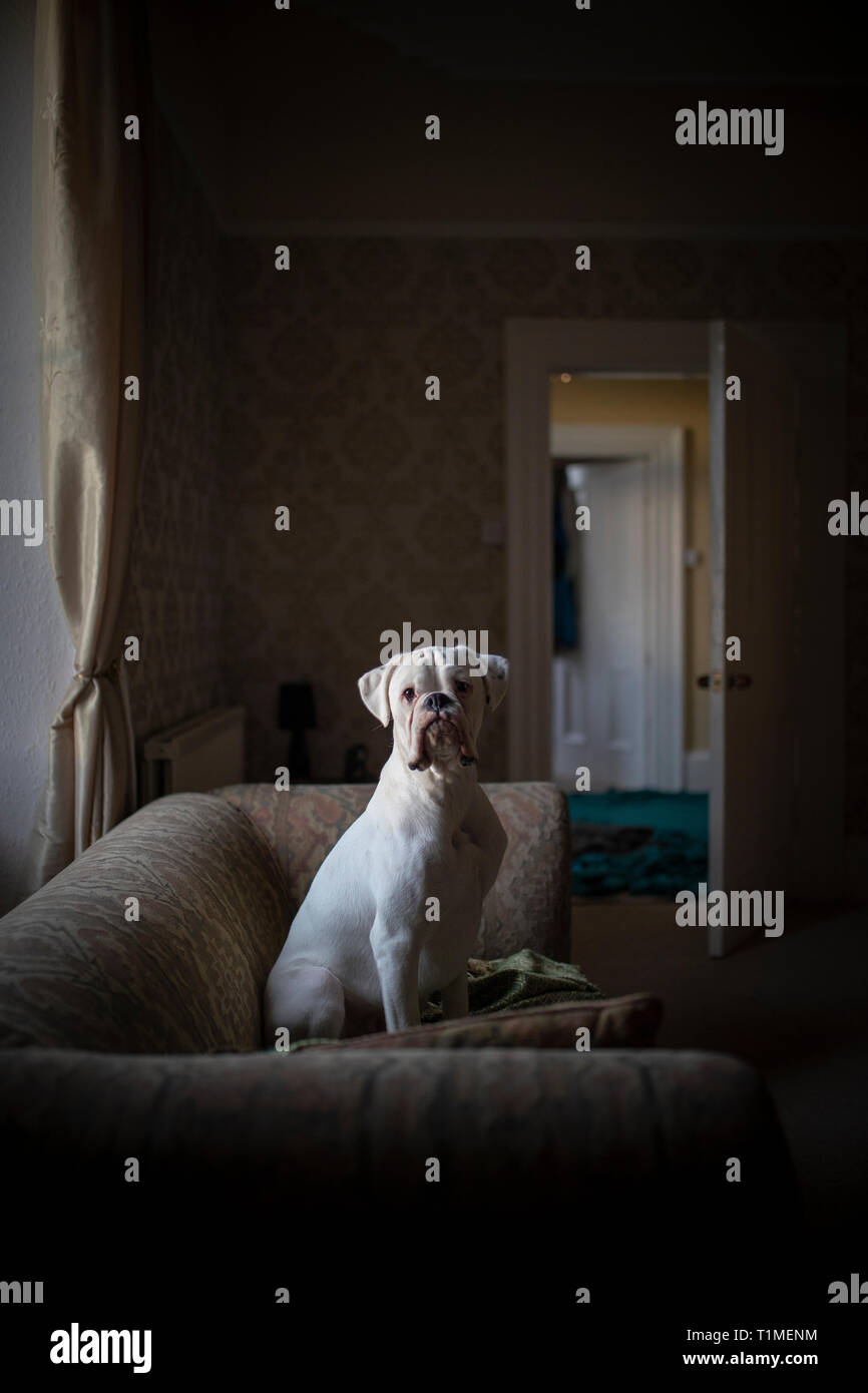 A front-view shot of a white boxer dog sitting on a sofa in a domestic living room, the dog can be seen sitting up confidently looking at the camera. Stock Photo