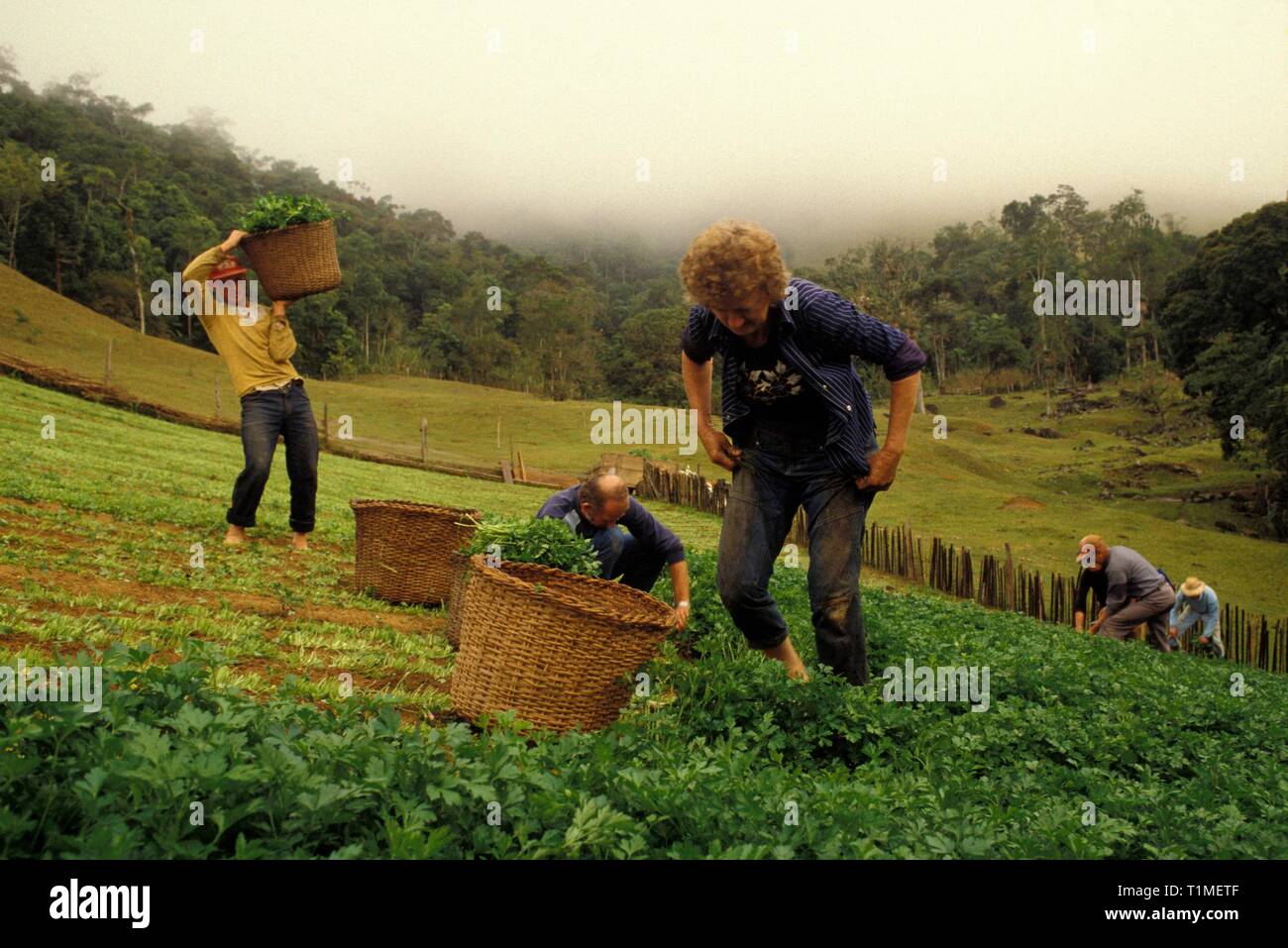German immigration in south Brazil, family work, small landowners.  Pomerode city, Santa Catarina State, Brazil. Stock Photo