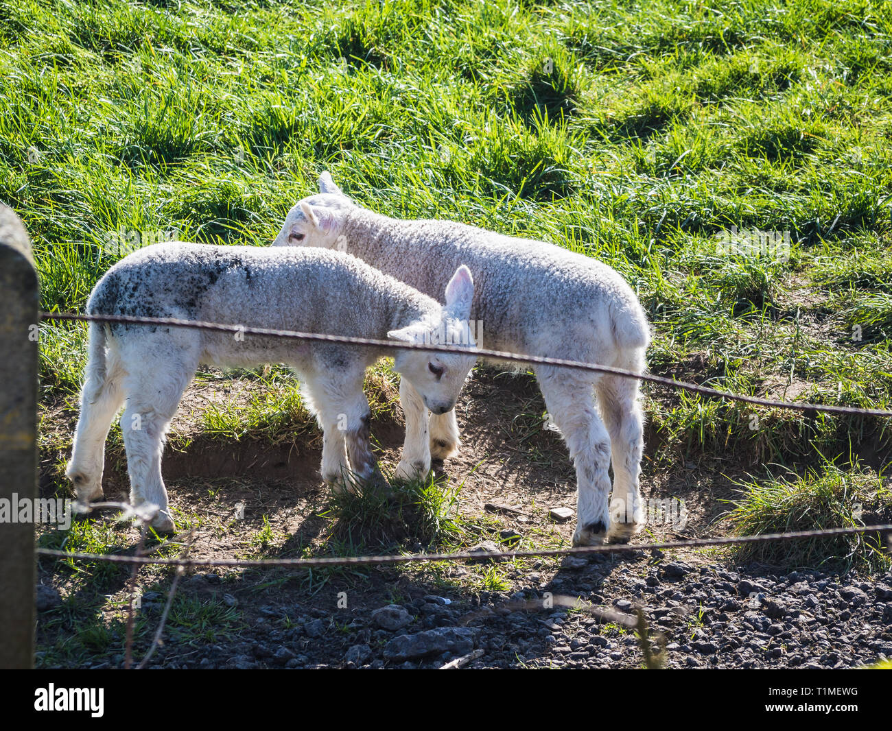 Newborn Spring Lambs and sheep in a field in Groomsport, Bangor, County Down, Northern Ireland Stock Photo