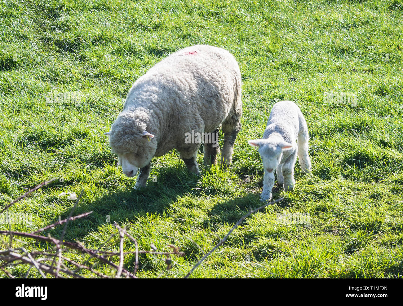 Newborn Spring Lambs and sheep in a field in Groomsport, Bangor, County Down, Northern Ireland Stock Photo