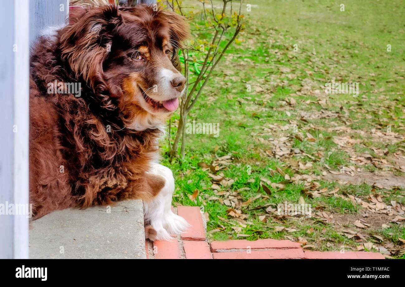 Cowboy, an 11-year-old Australian Shepherd dog, lays on his back porch, March 26, 2019, in Coden, Alabama. Stock Photo