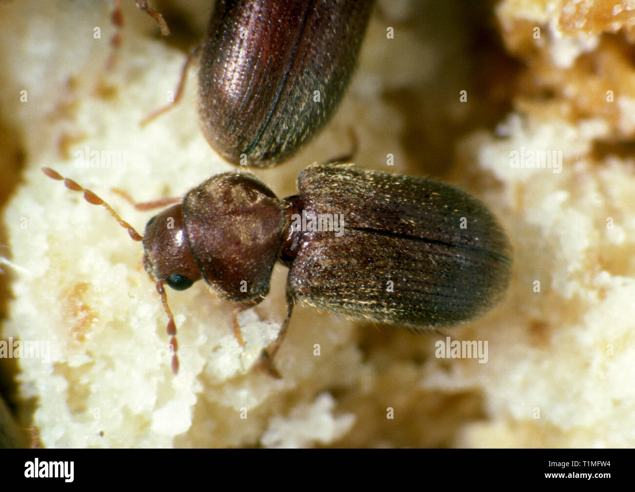 Biscuit, drugstore or bread beetle (Stegobium paniceum) adult stored product pest on grain debris Stock Photo