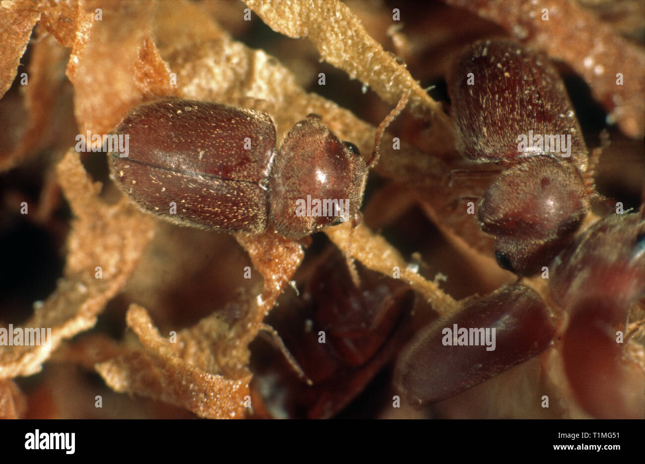 Cigarette or tobacco beetle (Lasioderma serricorne) stored product pest on cigarette tobacco Stock Photo