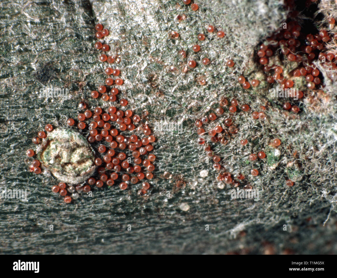 Fruit tree red spider mite (Panonychus ulmi) pest eggs overwintering on apple wood Stock Photo