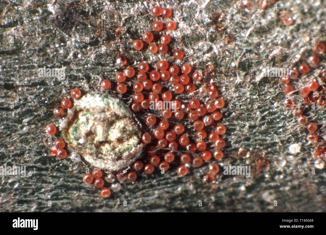 Fruit tree red spider mite (Panonychus ulmi) pest eggs overwintering on