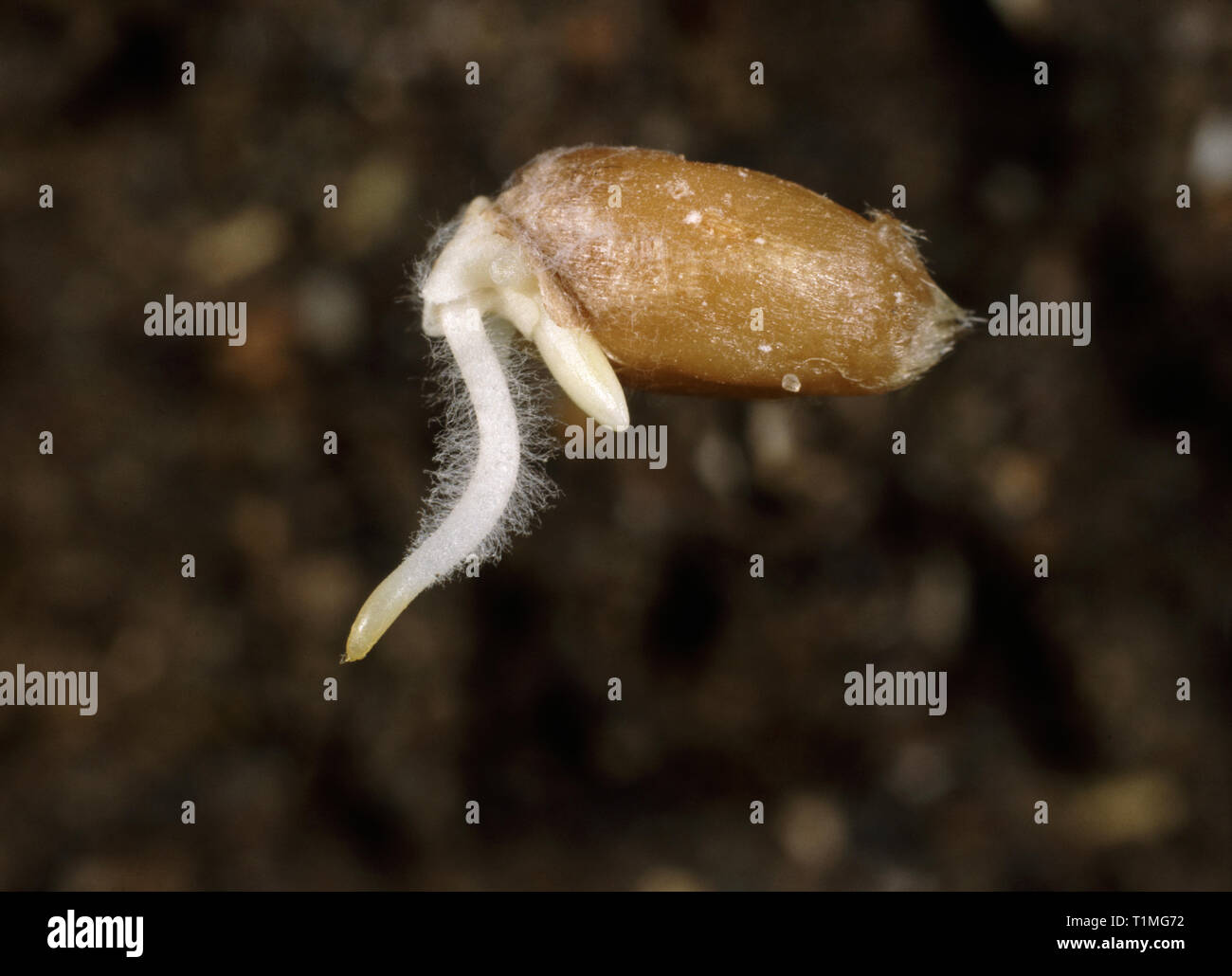 Germinating wheat seed with root (radicle), coleorhiza, and root hairs and coleoptile just emerging Stock Photo