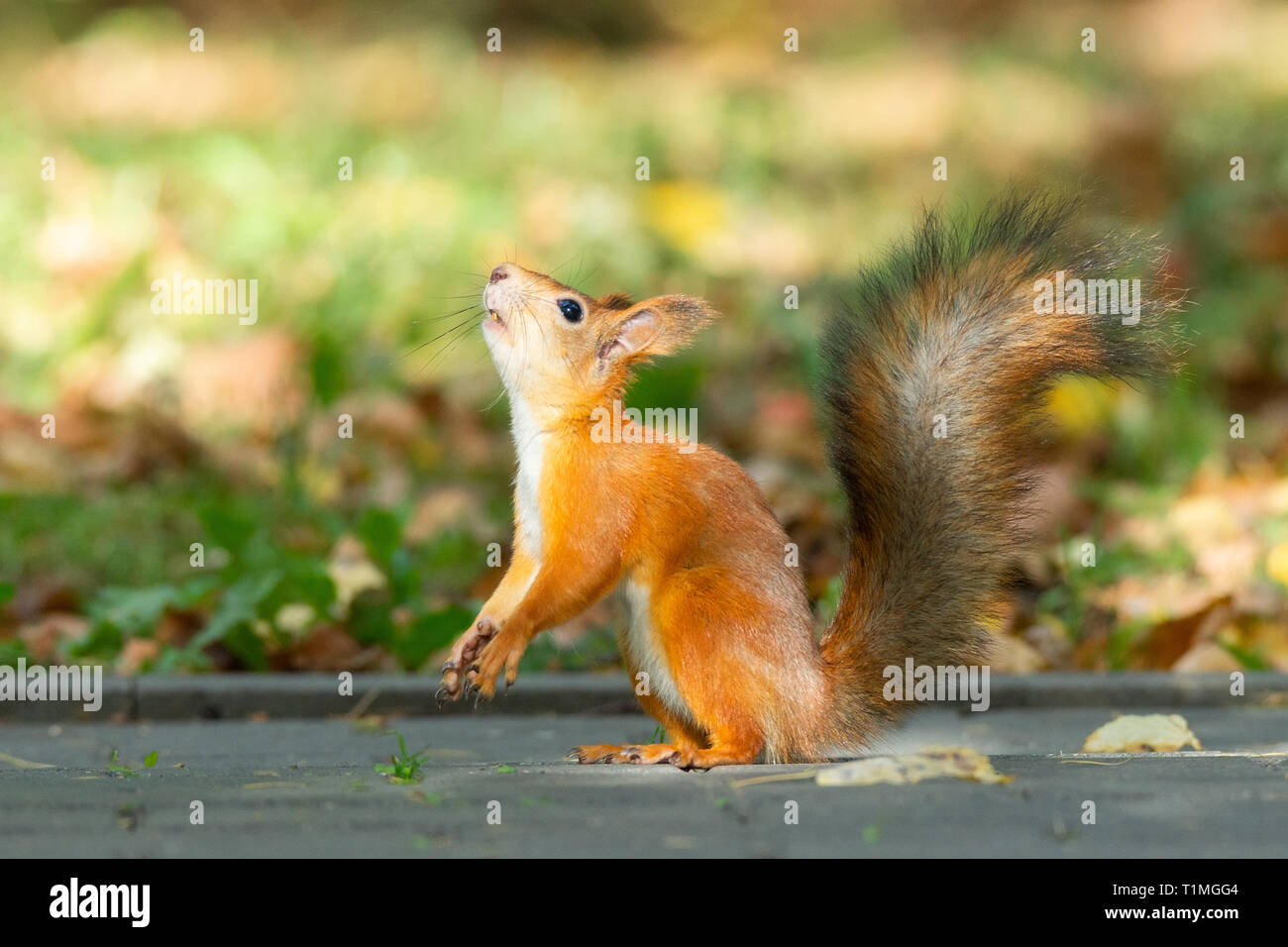 Squirrel sits on the asphalt in an autumn park and waits for a nut Stock Photo