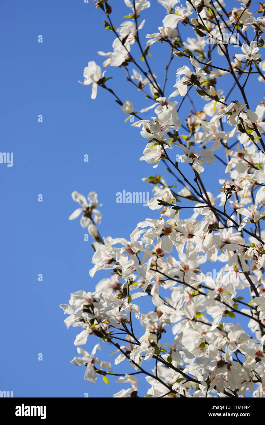 White Magnolia tree in full flower in the spring sunshine. Taken in