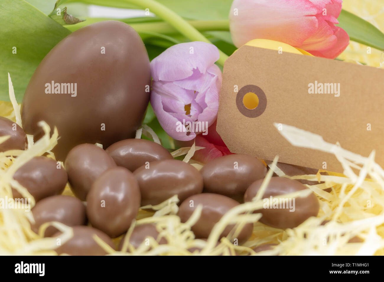 Blank label, pastel colored tulips and chocolate eggs for Easter and spring arrival Stock Photo
