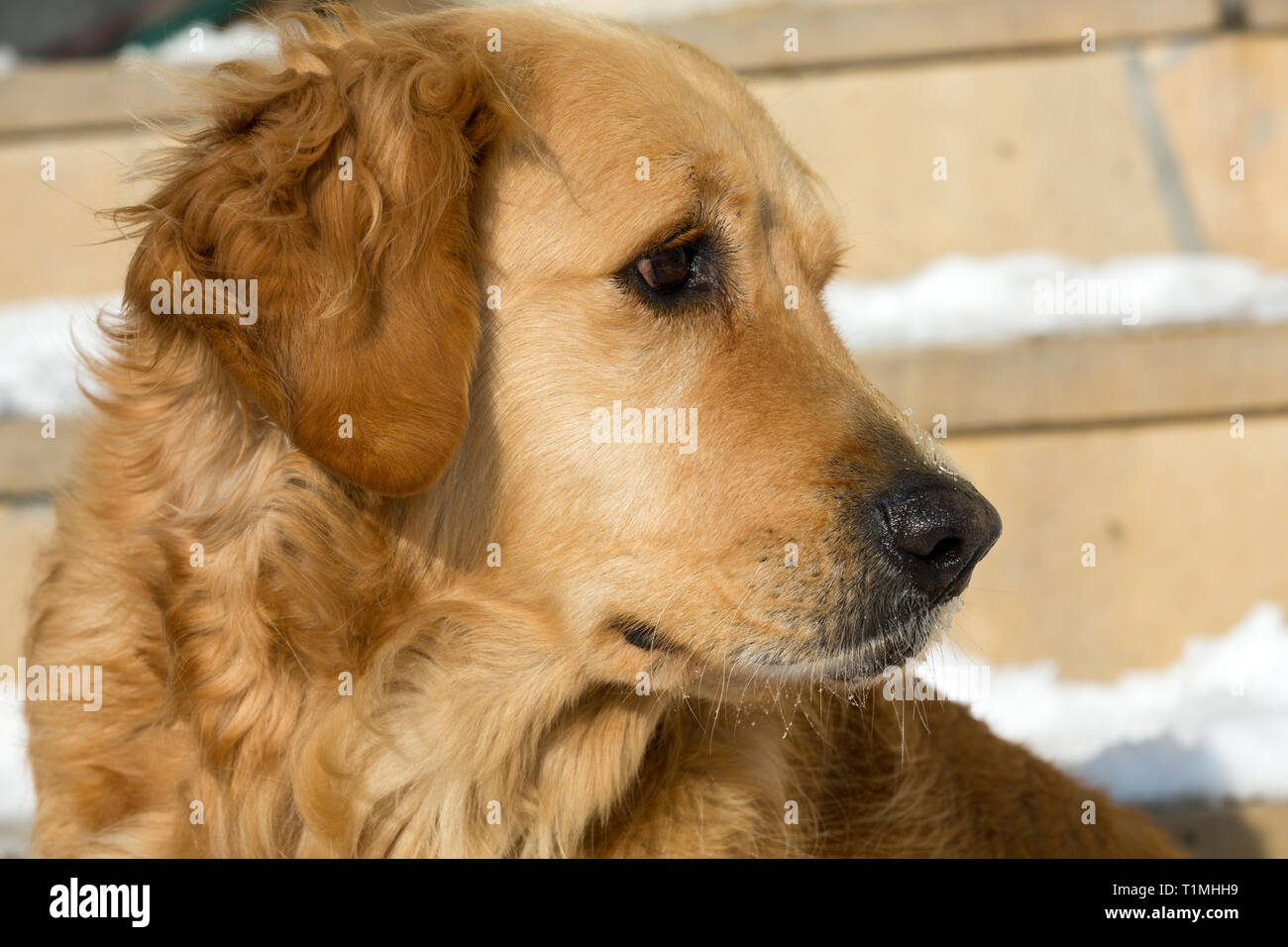 Long haired golden retreiver hi-res stock photography and images - Alamy Long haired golden retreiver hi-res stock photography and images - Alamy