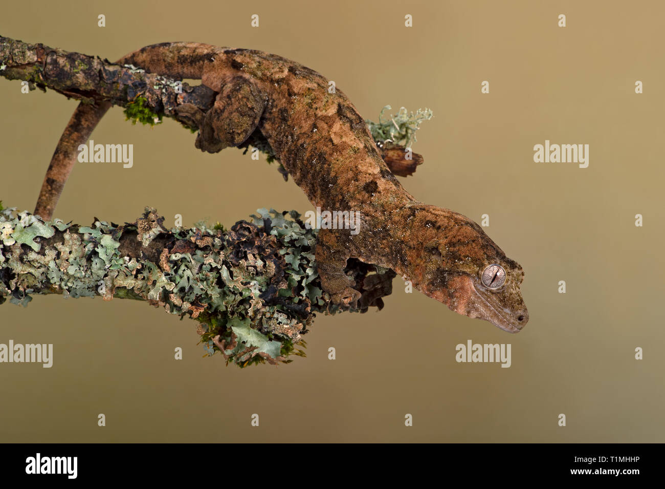 Mossy Prehensile Tail Gecko (Mniarogekko chahoua) camouflaged against a lichen covered branch Stock Photo