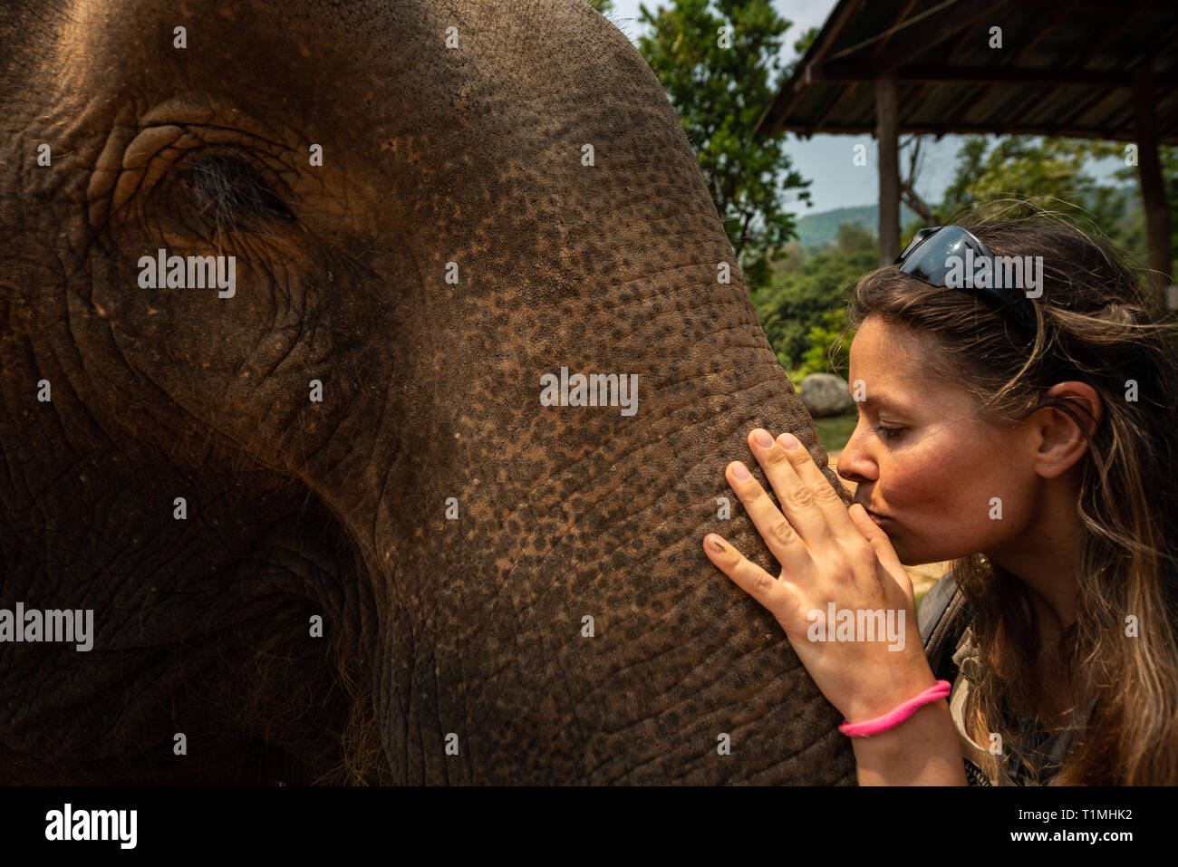 Kissing the elephant Girl Tourist kisses elephants trunk Close-up Stock Photo