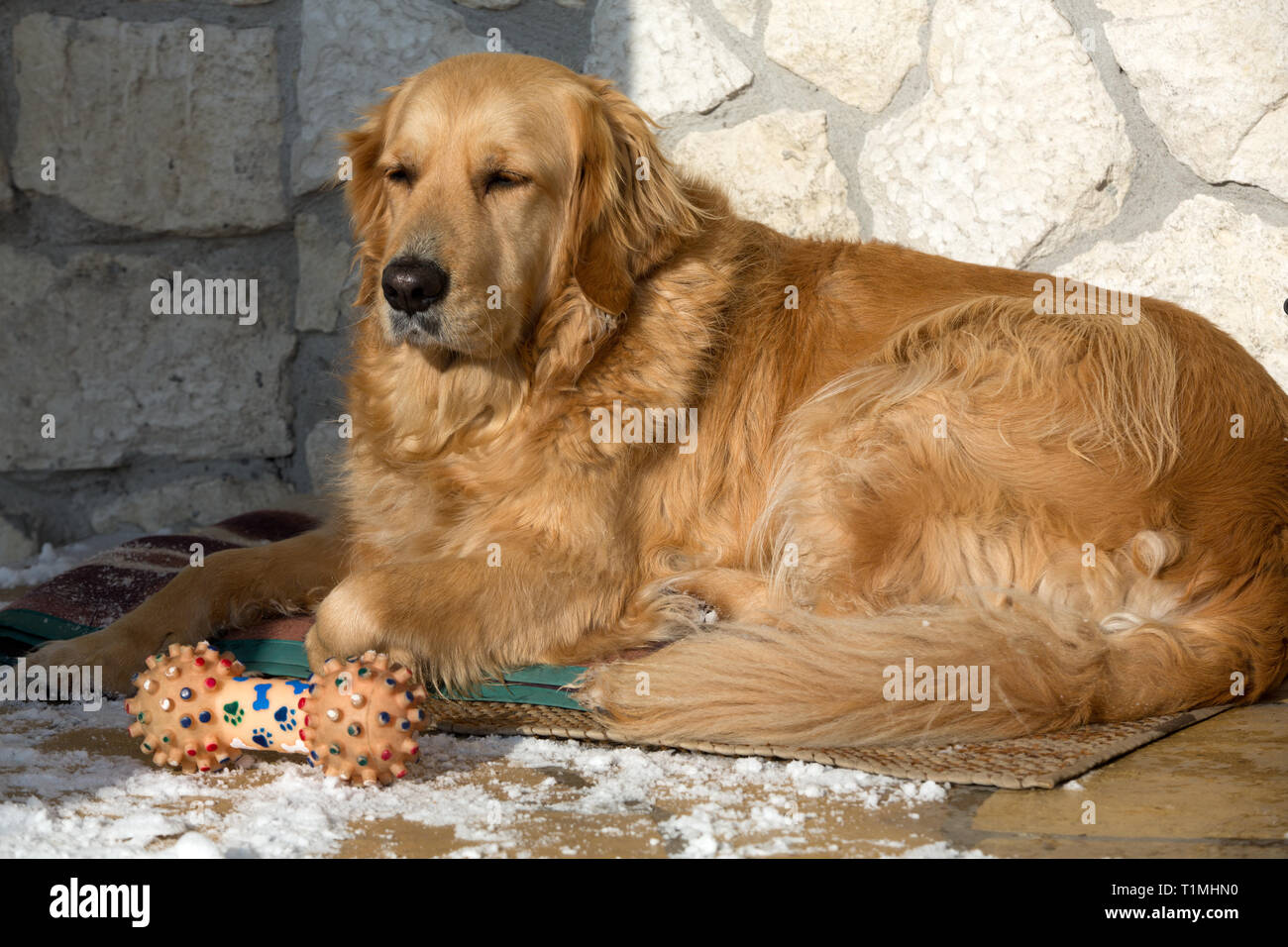 Long haired golden retreiver hi-res stock photography and images - Alamy Long haired golden retreiver hi-res stock photography and images - Alamy