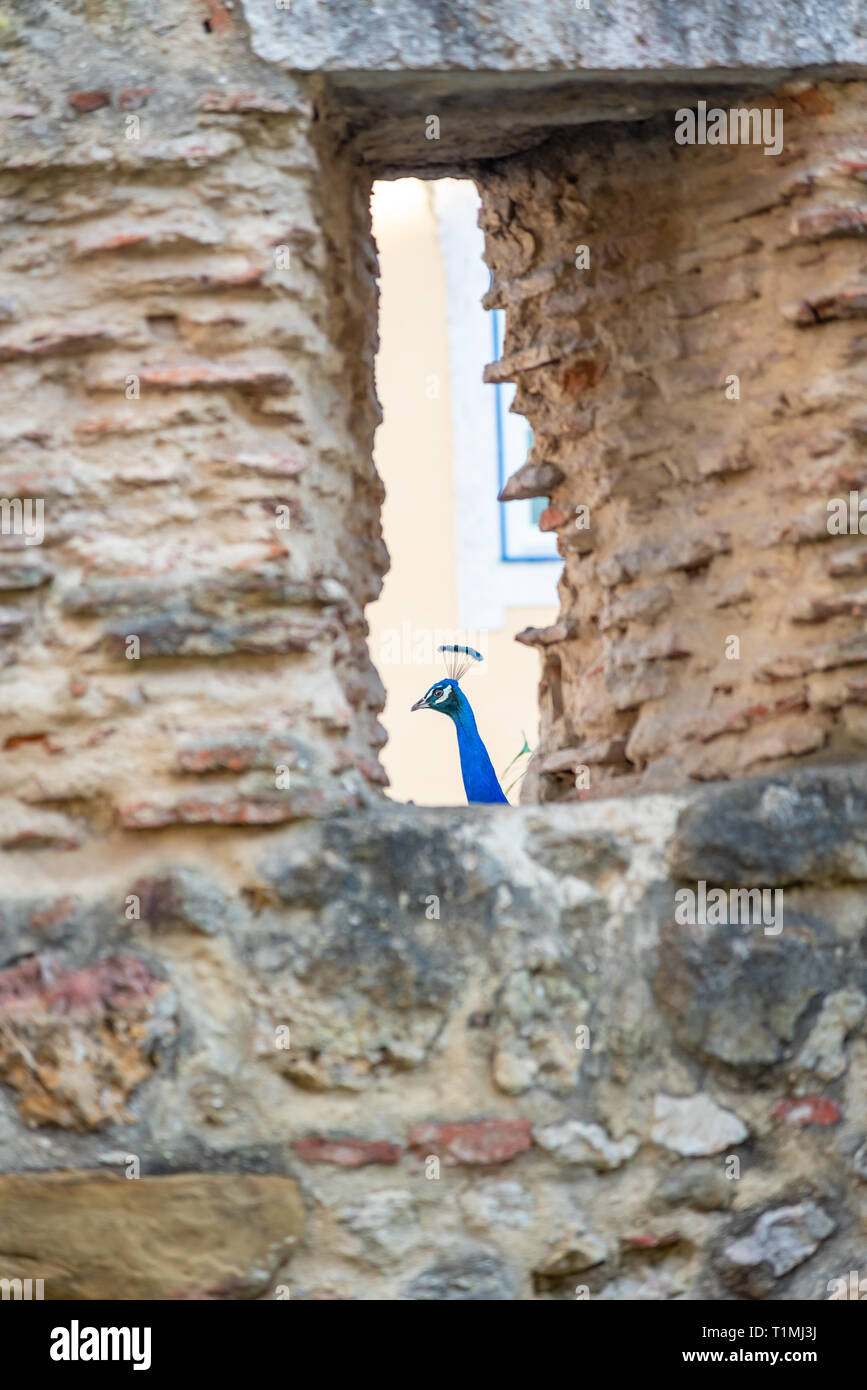 Peacock, roaming around in Lisbon Castle, Portugal Stock Photo