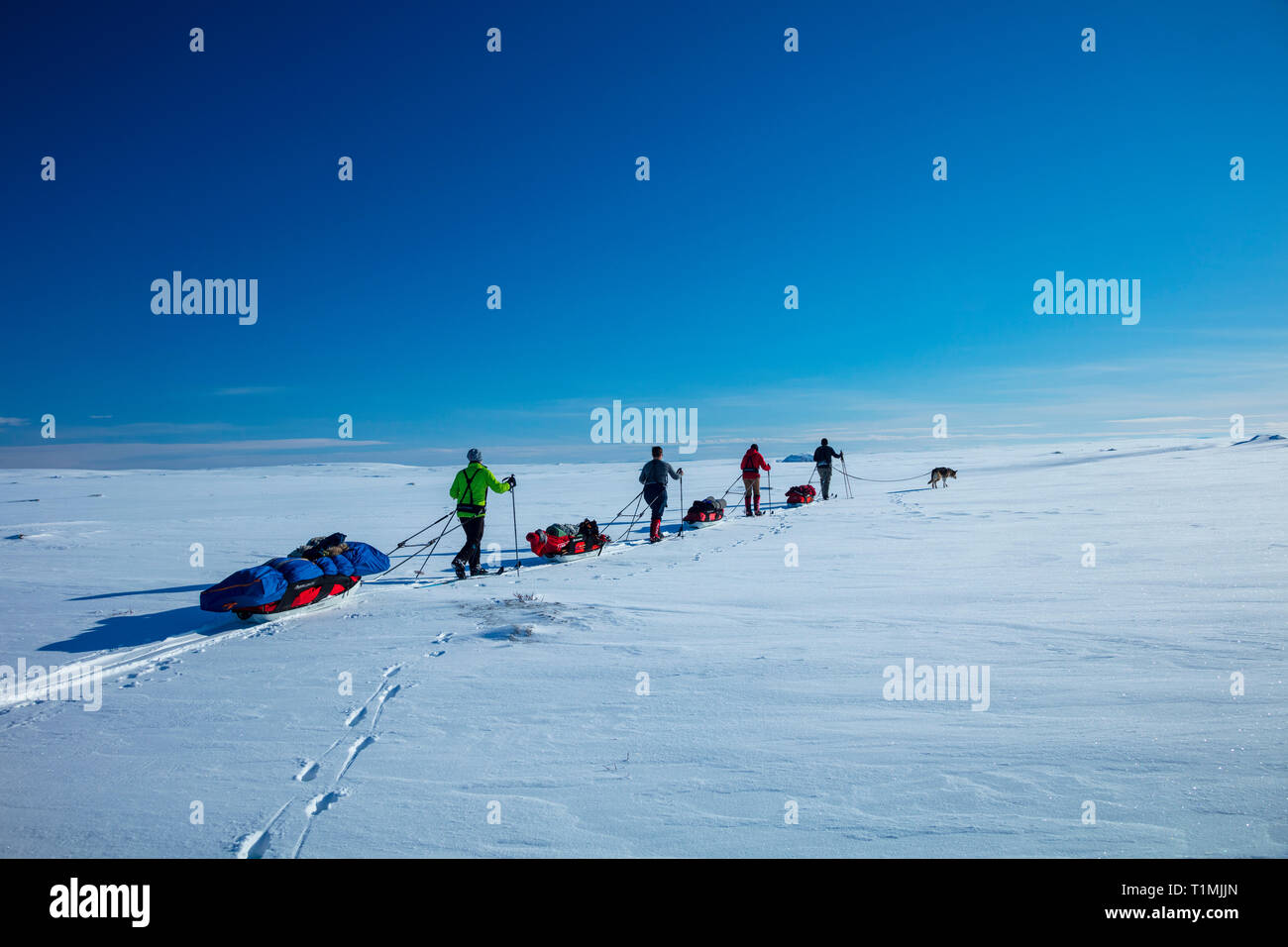 Cross country ski touring group crossing the Finnmarksvidda Plateau. Finnmark, Arctic Norway. Stock Photo
