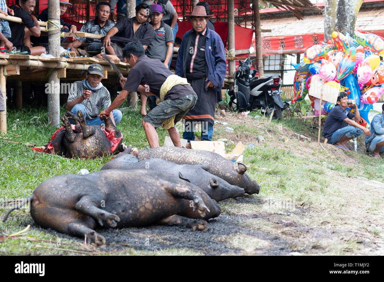 Pigs being slaughtered at a traditional Torajan funeral, Sulawesi, Indonesia Stock Photo