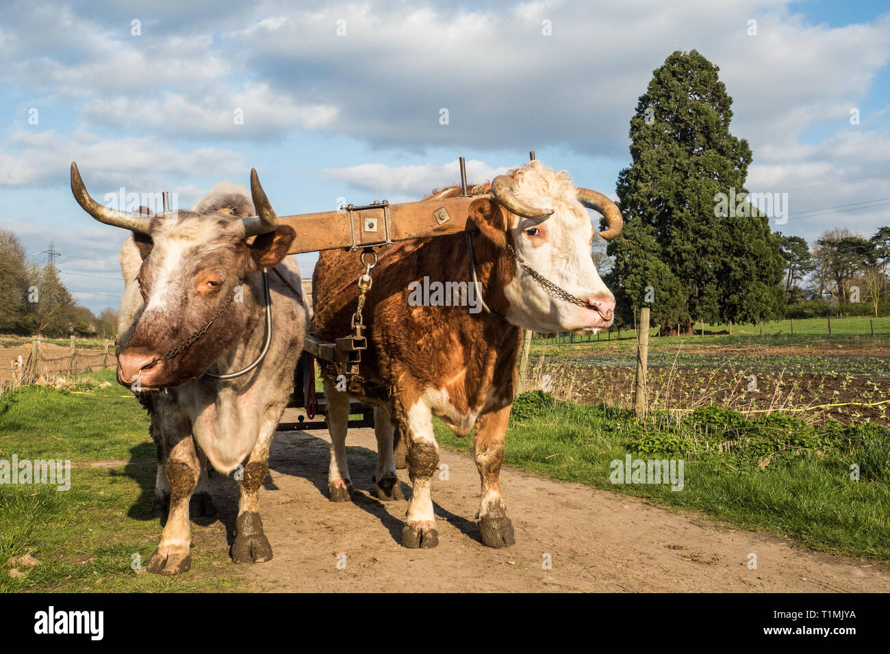 Working oxen at Bhaktivedanta Manor organic farm near Watford, England Stock Photo
