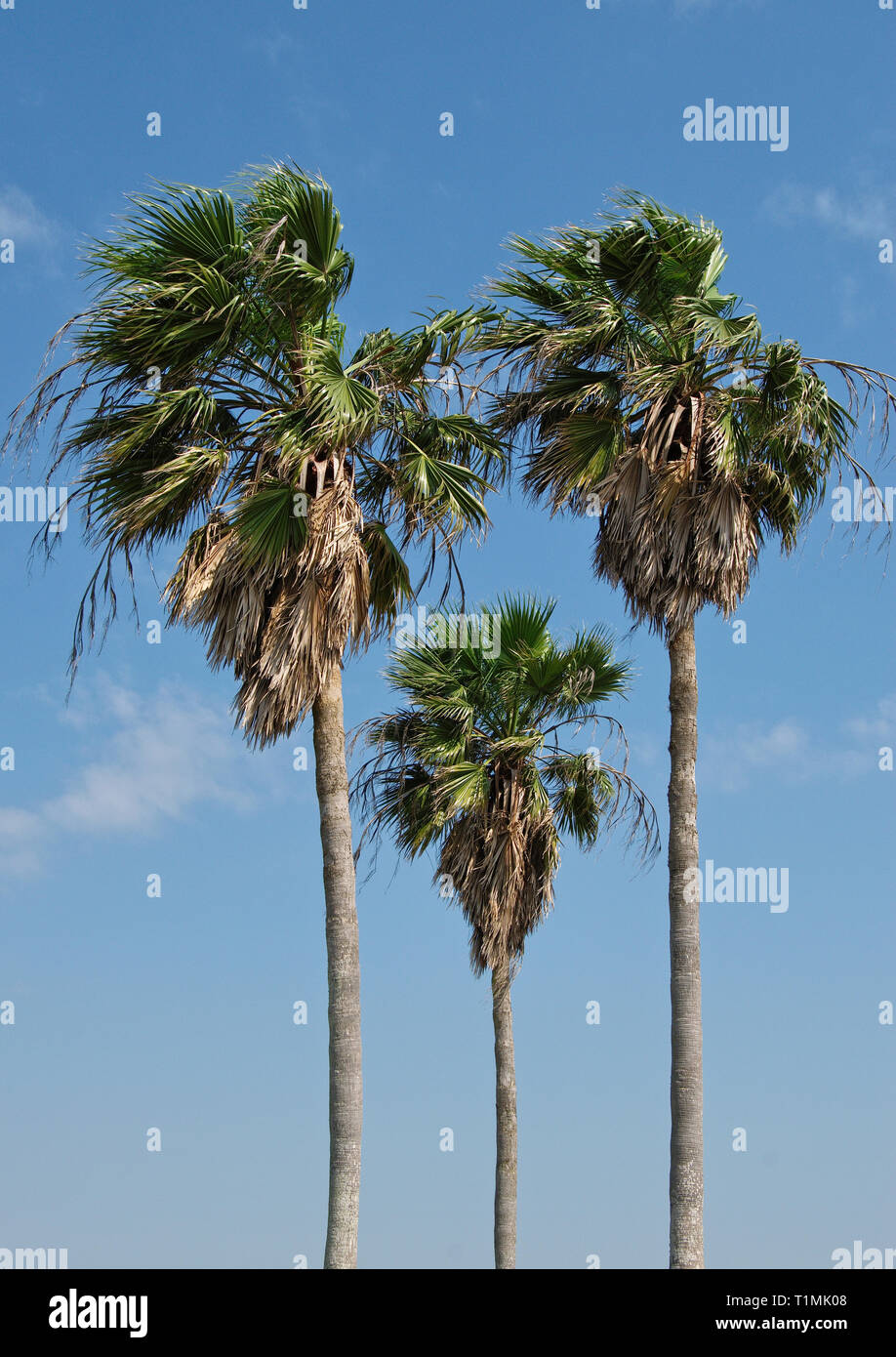 Palm trees in the breeze at the Gulf of Mexico coast Stock Photo