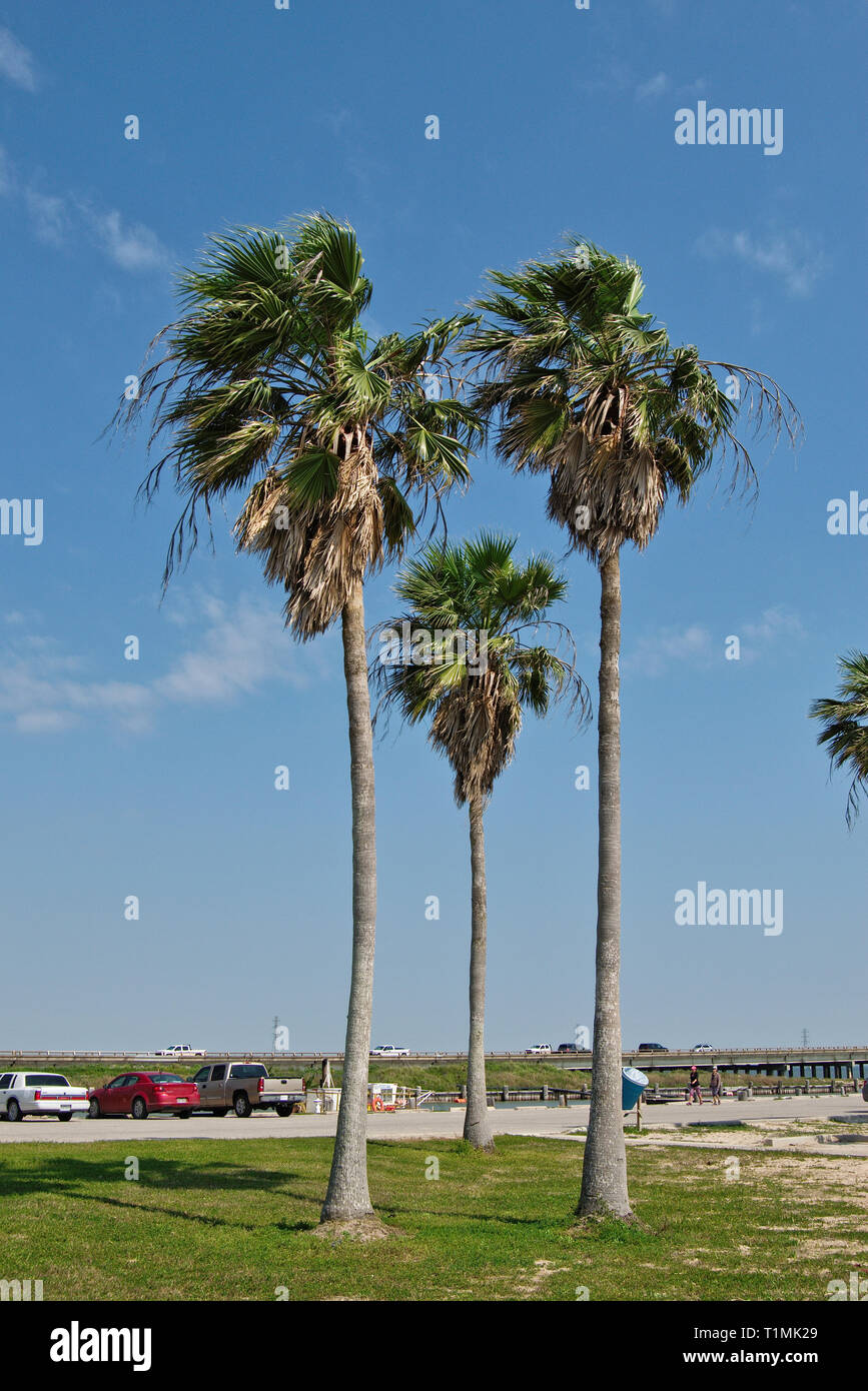 Palm trees in the breeze at the Gulf of Mexico coast Stock Photo Alamy