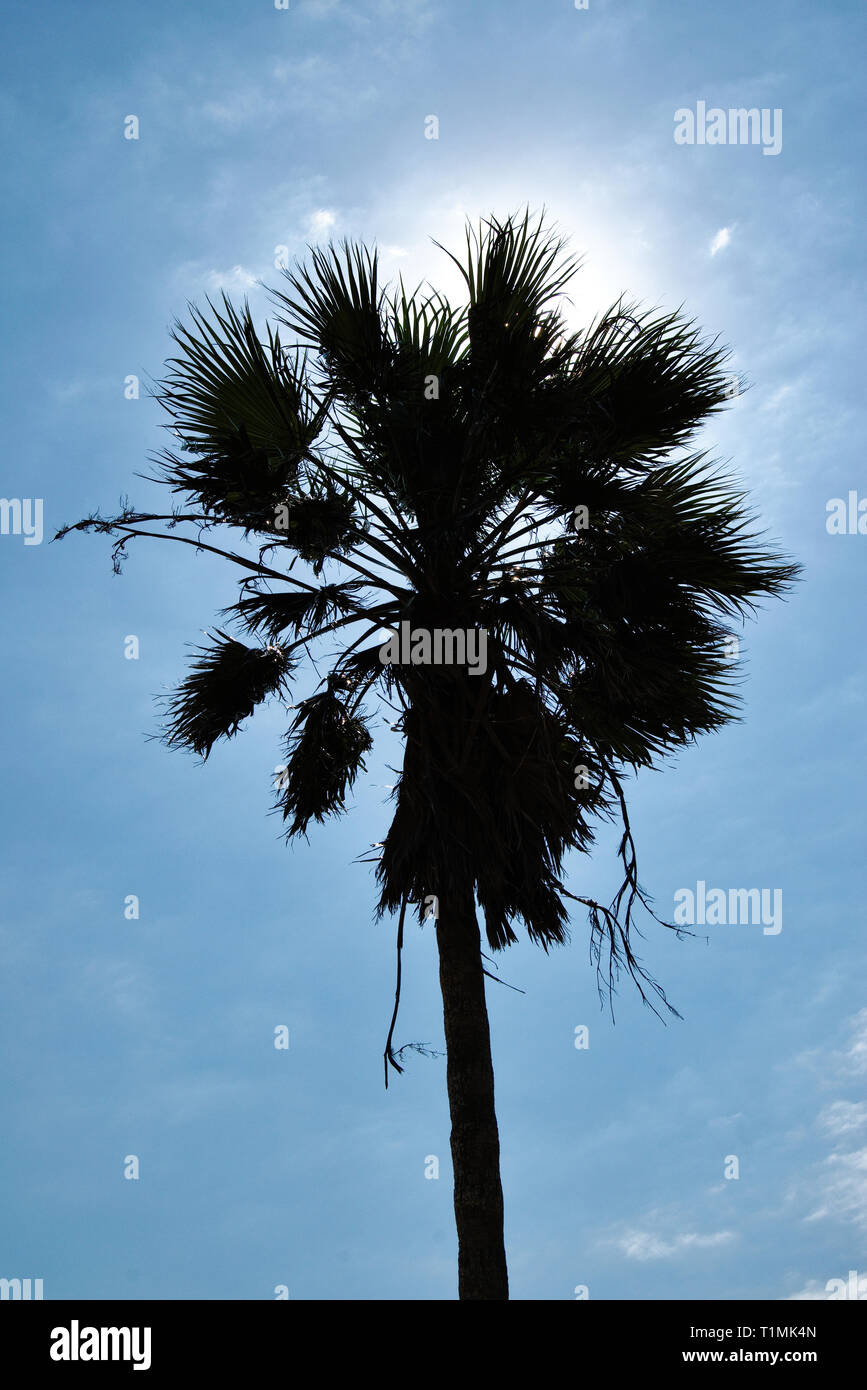 Palm trees in the breeze at the Gulf of Mexico coast Stock Photo Alamy
