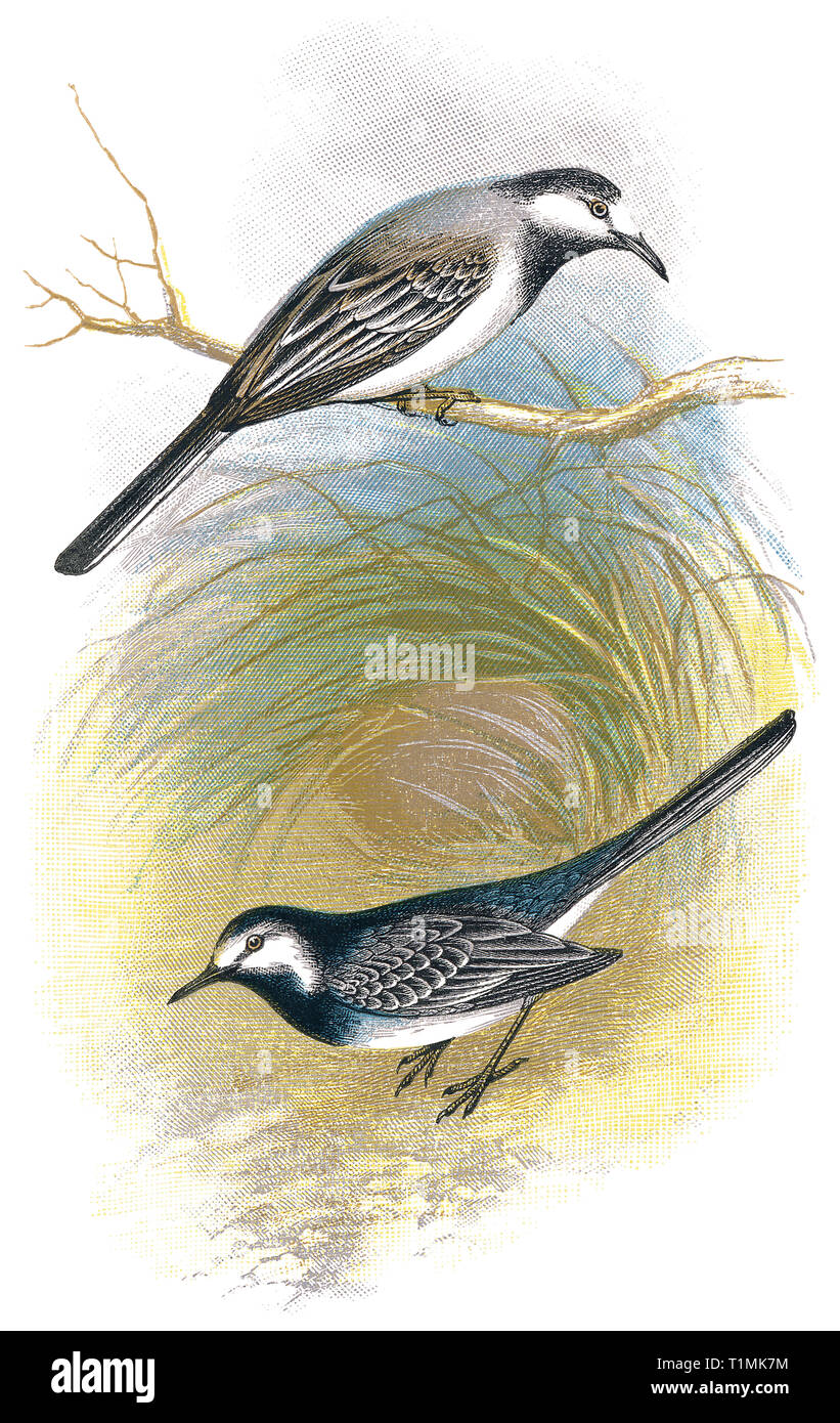 1898 colour engraving of the white wagtail (Motacilla alba) and the pied or water wagtail (Motacilla yarrellii). Stock Photo