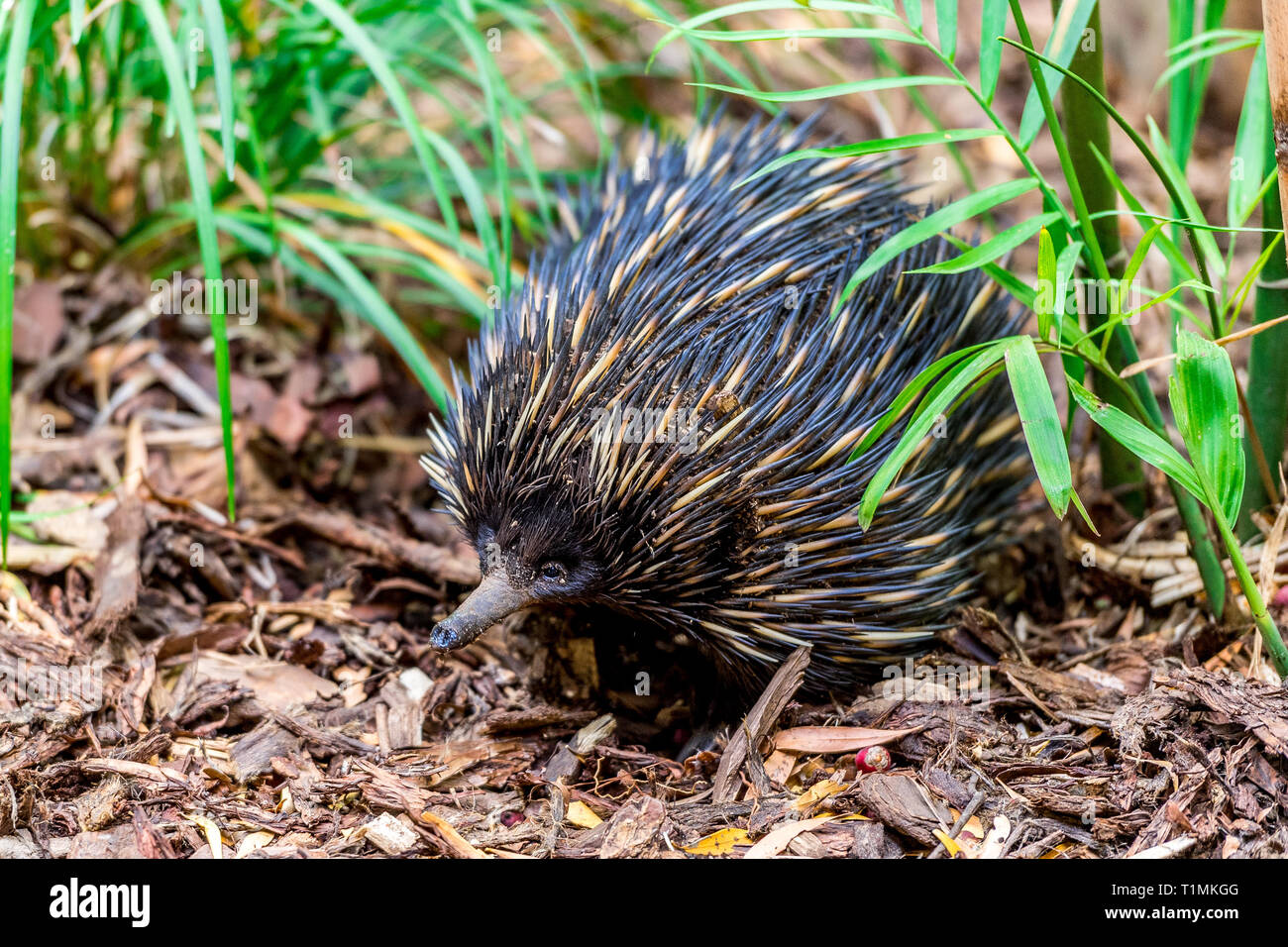 Echidna, an Australian native animal with sharp spines covering its body. Stock Photo