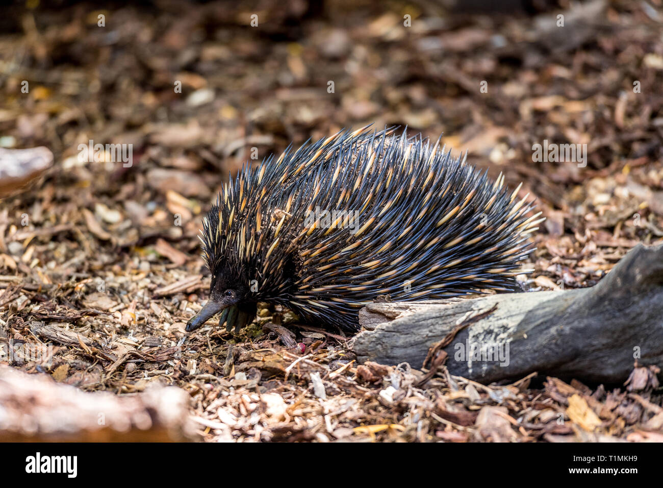 Echidna, an Australian native animal with sharp spines covering its body. Stock Photo