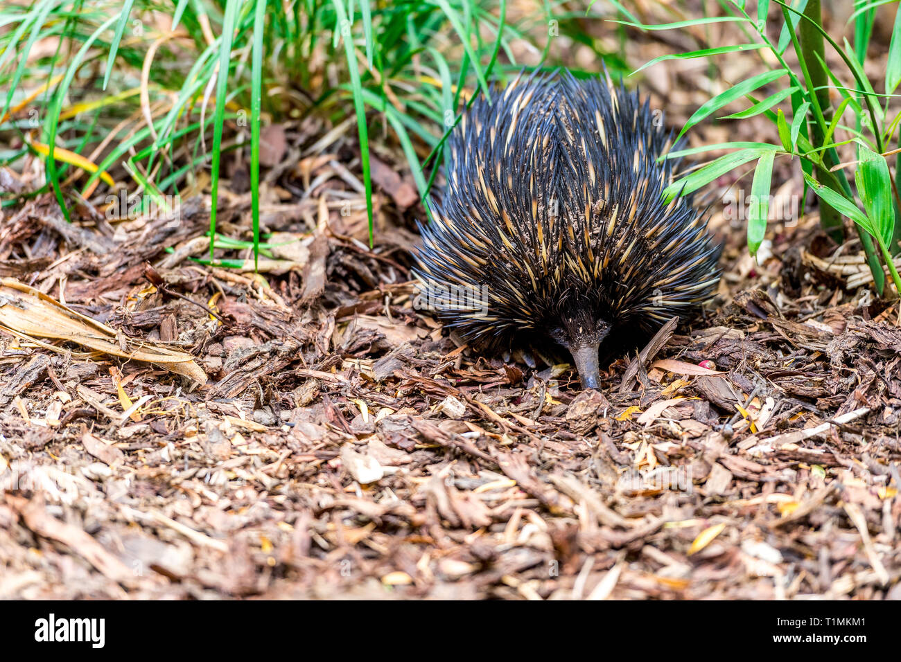 Echidna, an Australian native animal with sharp spines covering its body. Stock Photo