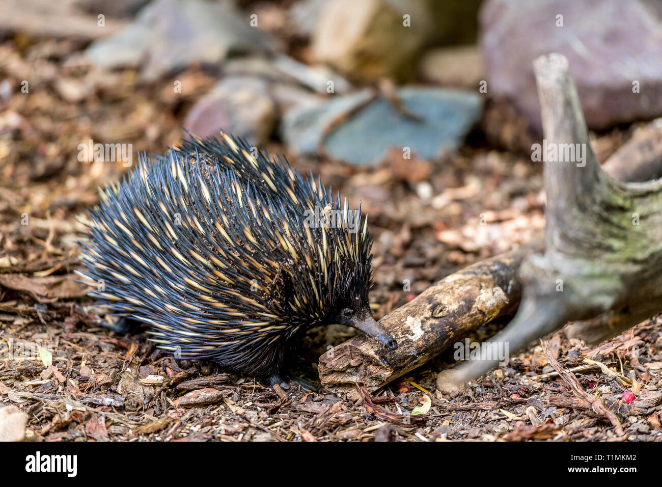 Echidna, an Australian native animal with sharp spines covering its body. Stock Photo